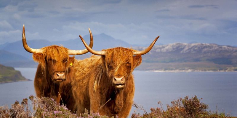 Koeien in schotland met Galtic