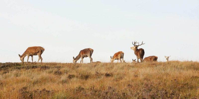 Wildlife herten in Schotland met Galtic