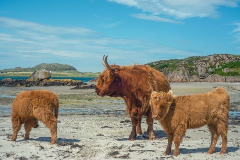 Koeien op het strand Isle of Skye